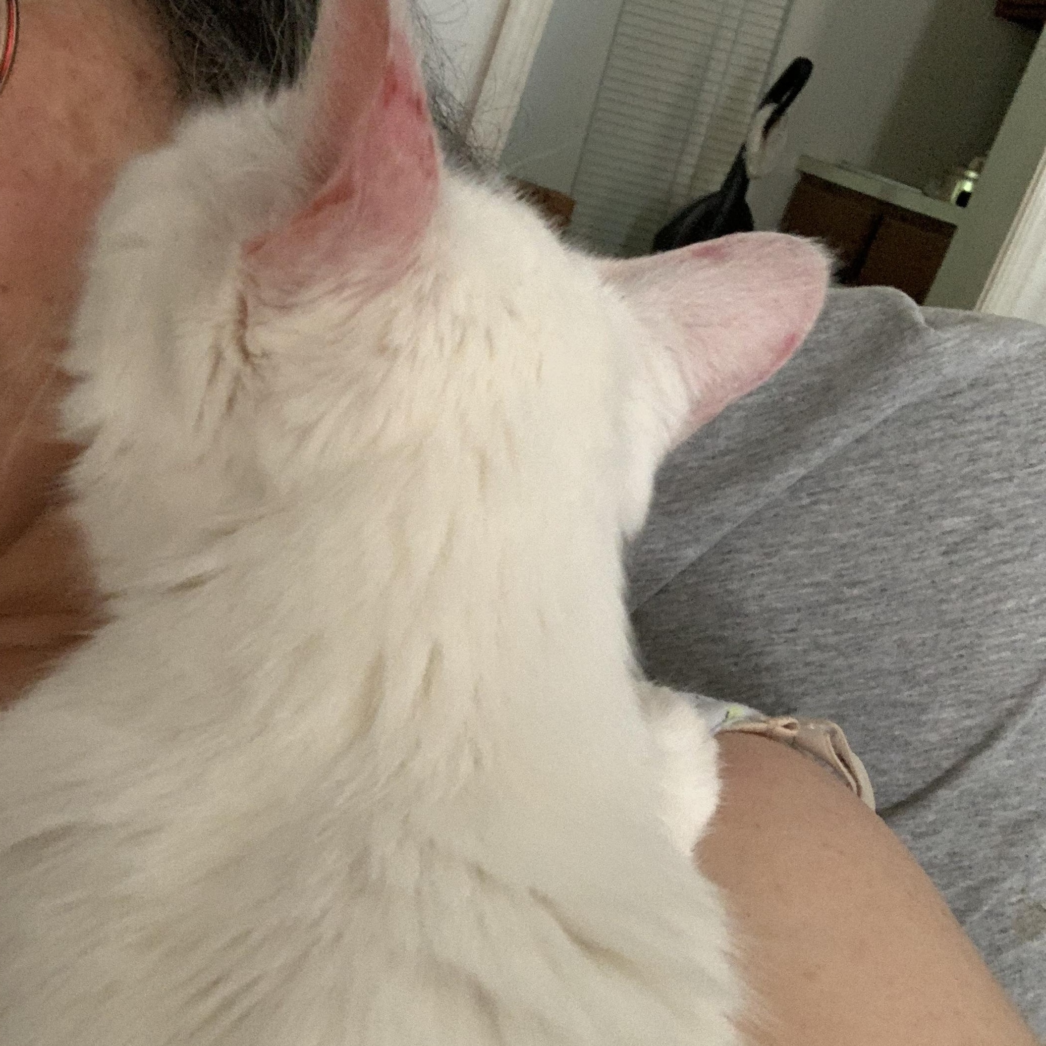 Blue & green eyes Laredo — thumbnail 3