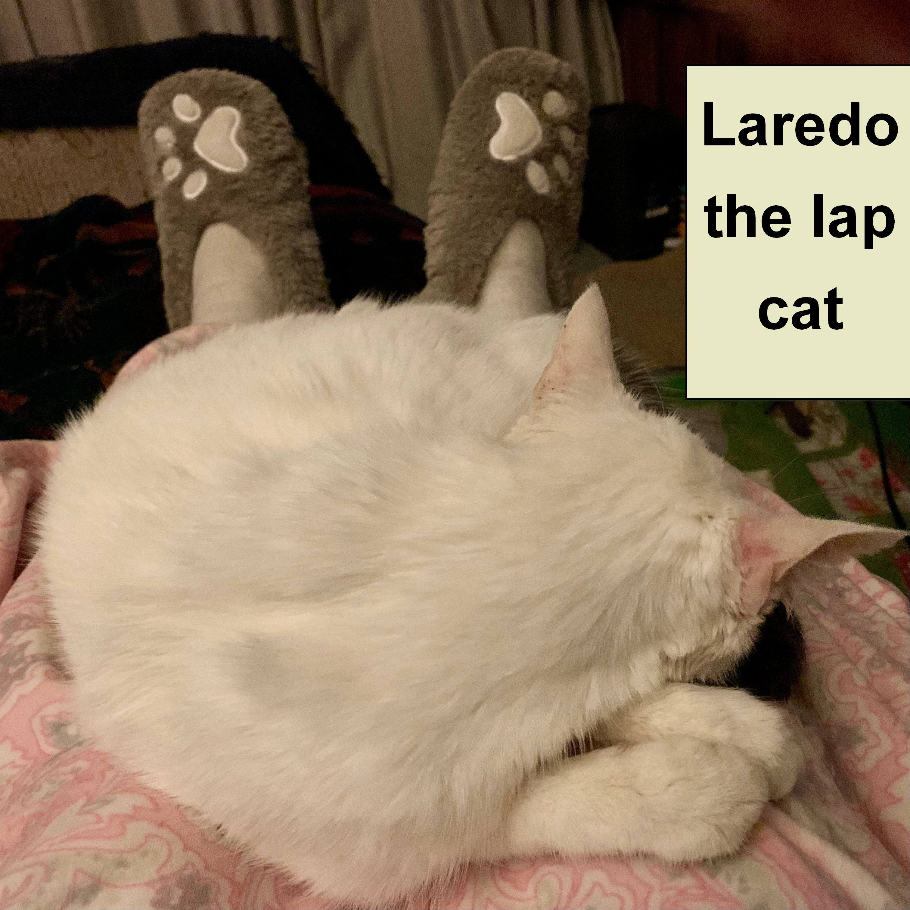 Blue & green eyes Laredo — thumbnail 4