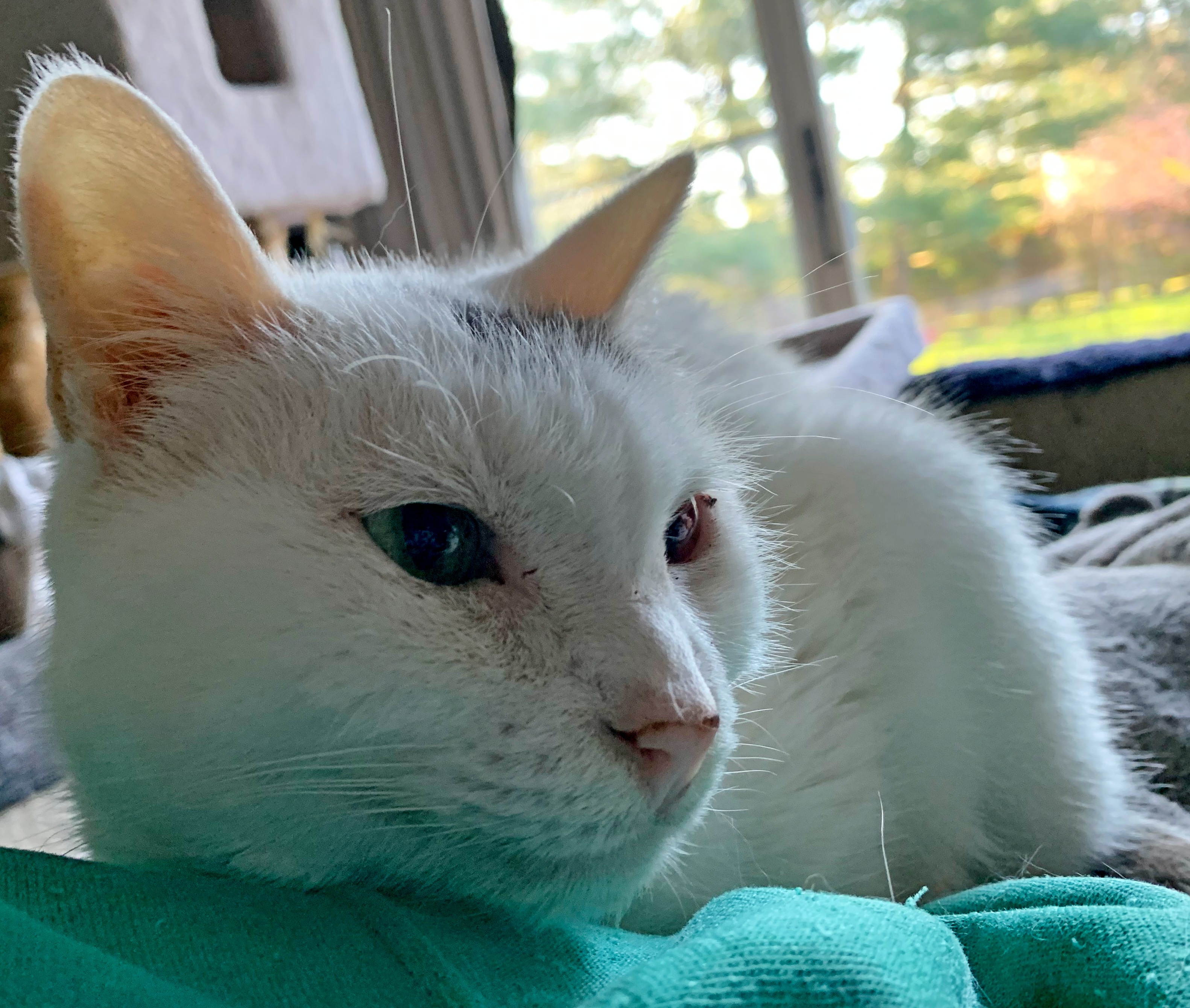 Blue & green eyes Laredo — thumbnail 5