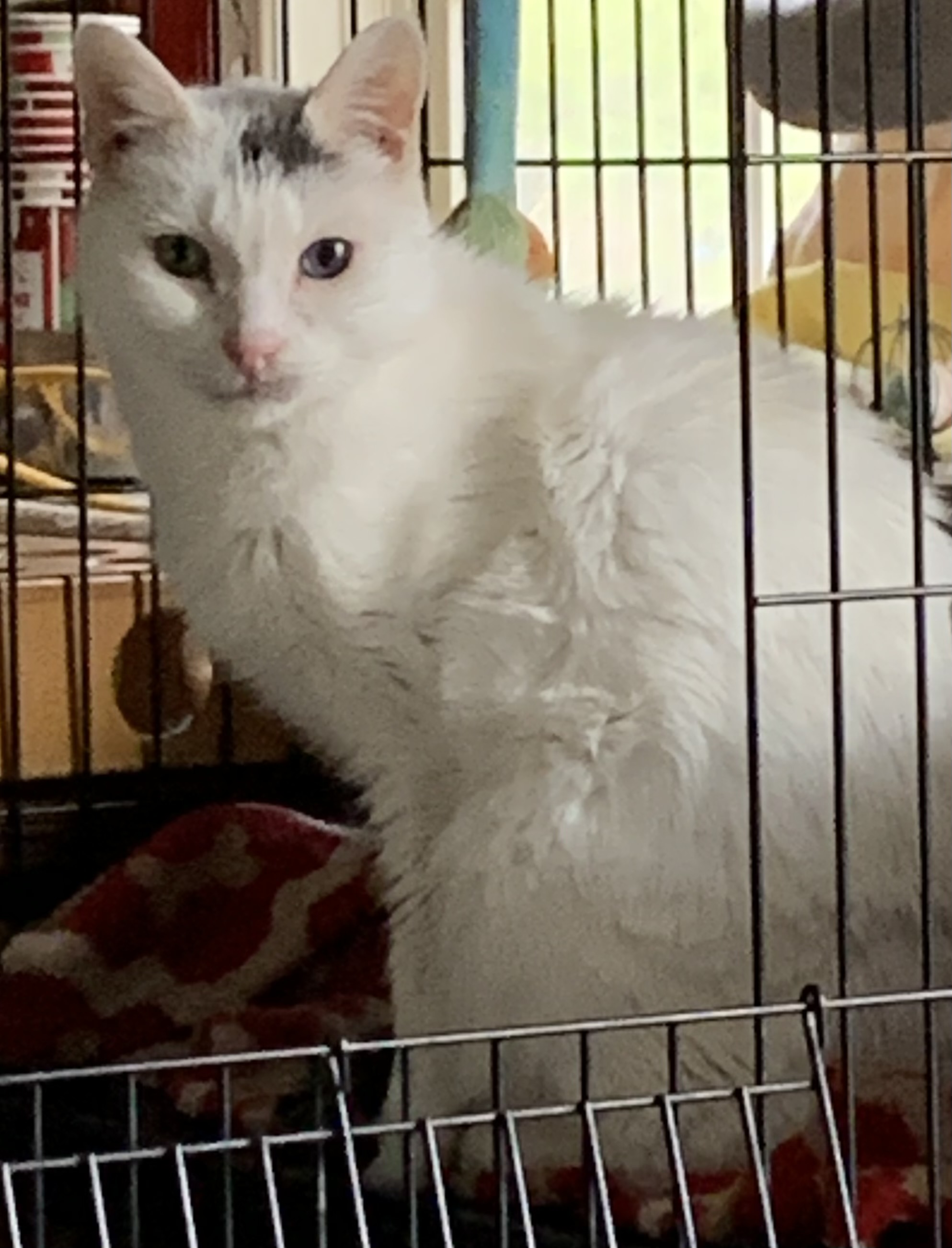 Blue & green eyes Laredo