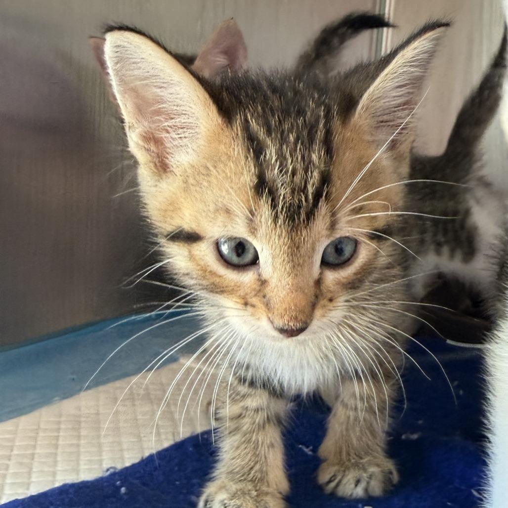 Enlarge Harry, a Adoptable Domestic Short Hair in Ponca City, OK image 1/3