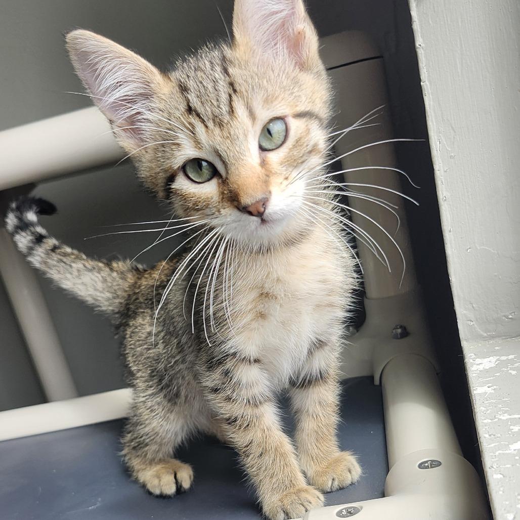 Enlarge Harry, a Adoptable Domestic Short Hair in Ponca City, OK image 2/3