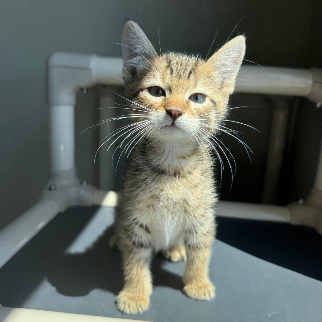 Enlarge Harry, a Adoptable Domestic Short Hair in Ponca City, OK image 3/3