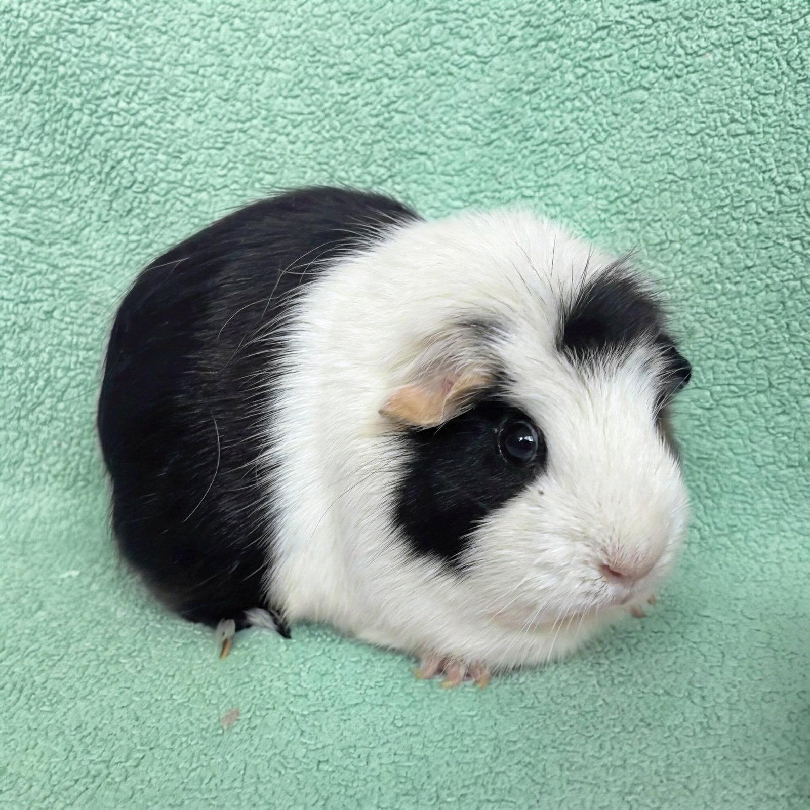 Mint and Chip (F), Adoptable, Young Female Guinea Pig.