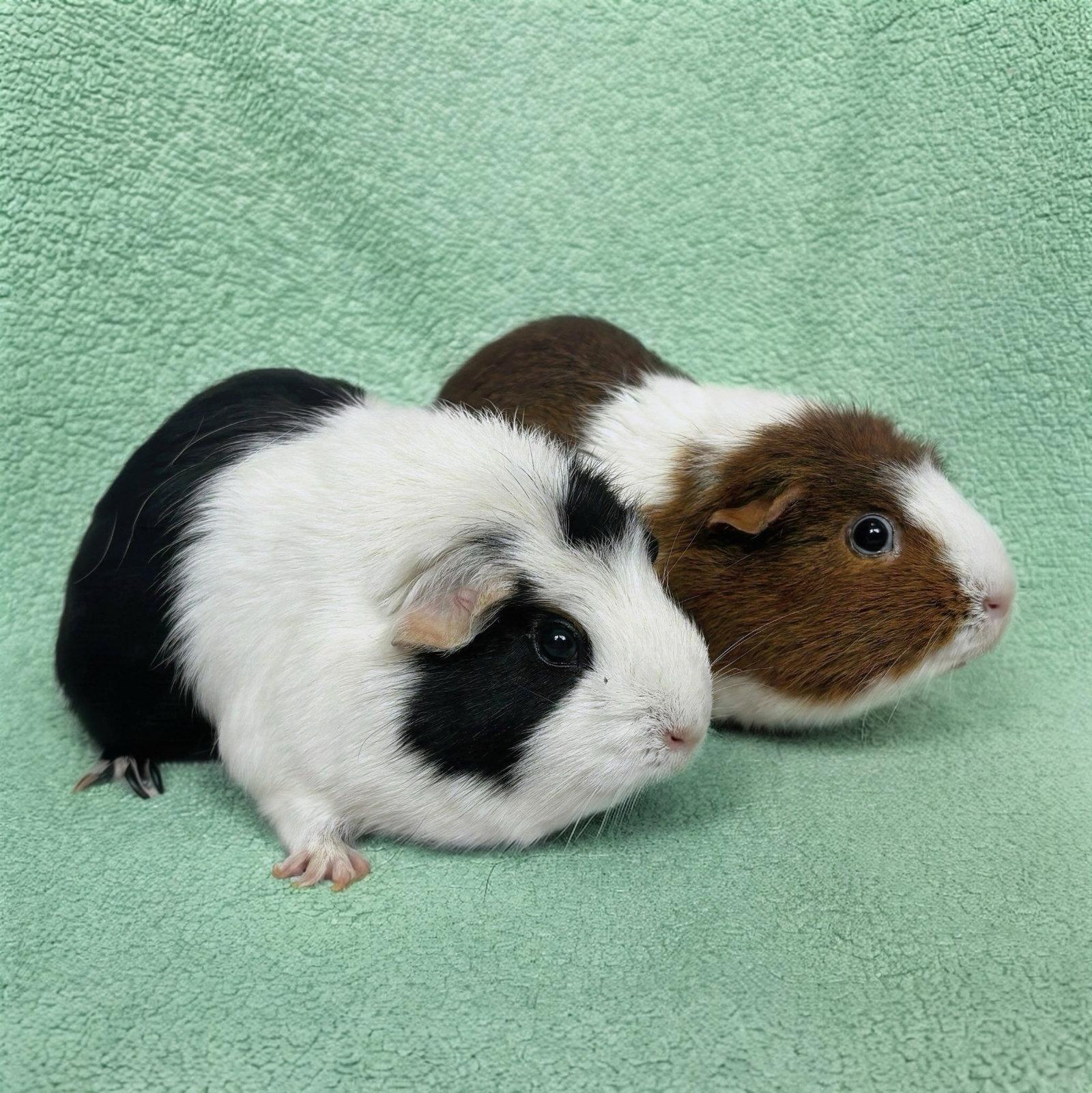 Enlarge Mint and Chip (F), a Adoptable Guinea Pig in Burlingame, CA image 2/3