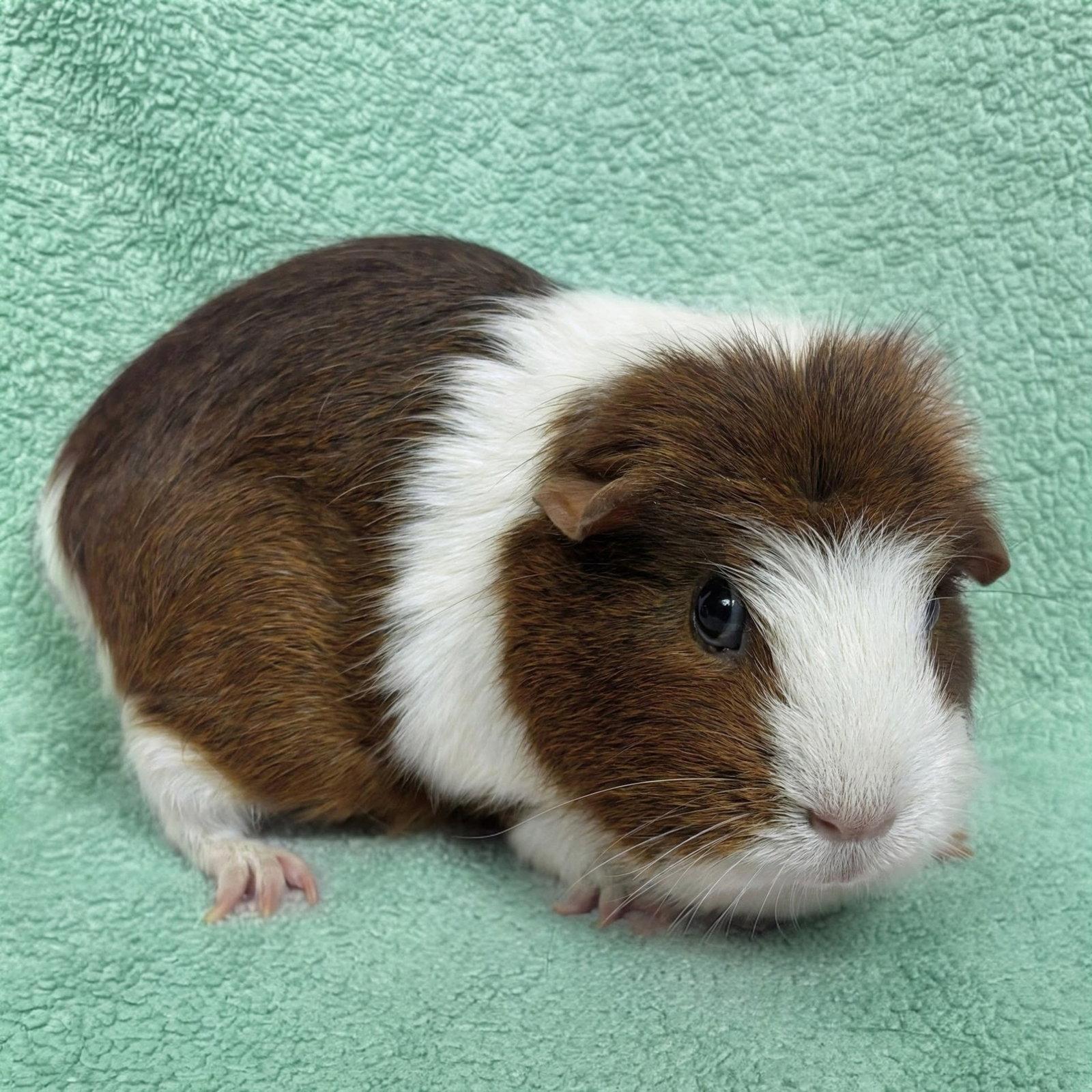 Enlarge Mint and Chip (F), a Adoptable Guinea Pig in Burlingame, CA image 3/3