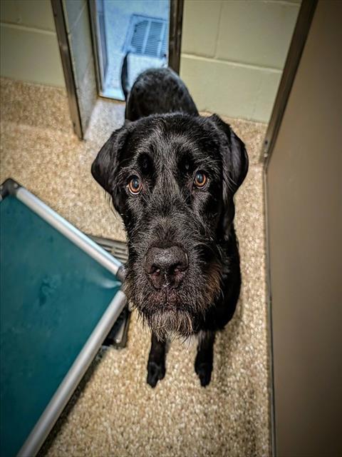 KANE, Adoptable, Adult Male German Wirehaired Pointer.