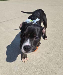 Enlarge Nash, a ADOPTABLE Pit Bull Terrier in Bucyrus, OH image 2/5