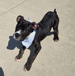 Enlarge Nash, a ADOPTABLE Pit Bull Terrier in Bucyrus, OH image 4/5