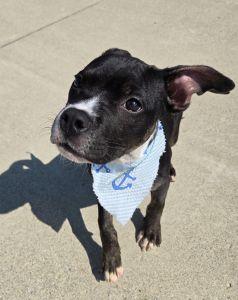 Enlarge Nash, a ADOPTABLE Pit Bull Terrier in Bucyrus, OH image 3/5