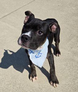 Enlarge Nash, a ADOPTABLE Pit Bull Terrier in Bucyrus, OH image 1/5
