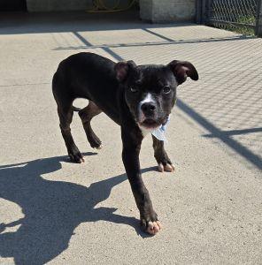 Enlarge Nash, a ADOPTABLE Pit Bull Terrier in Bucyrus, OH image 5/5