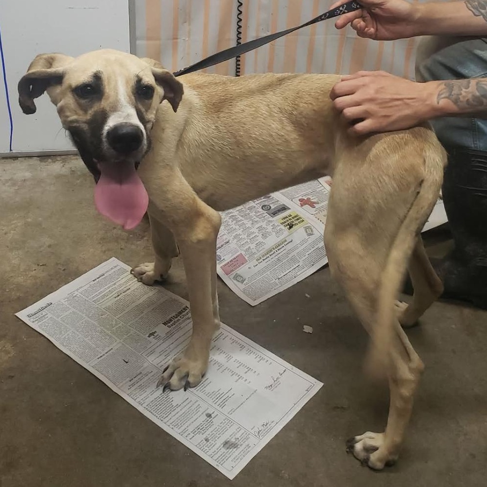 Enlarge Suzie, a Adoptable Mixed Breed in Hazard, KY image 1/3