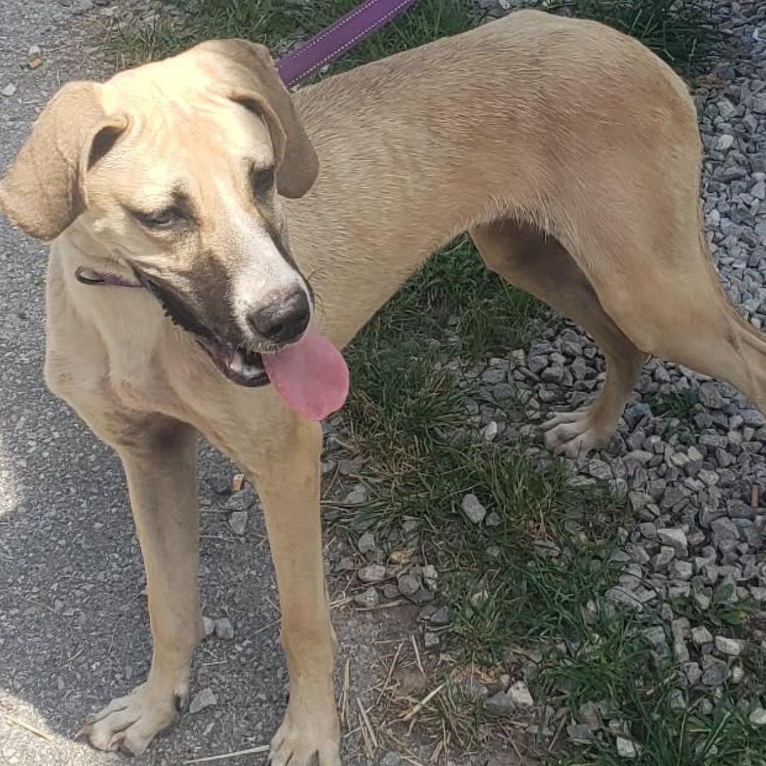Enlarge Suzie, a Adoptable Mixed Breed in Hazard, KY image 3/3