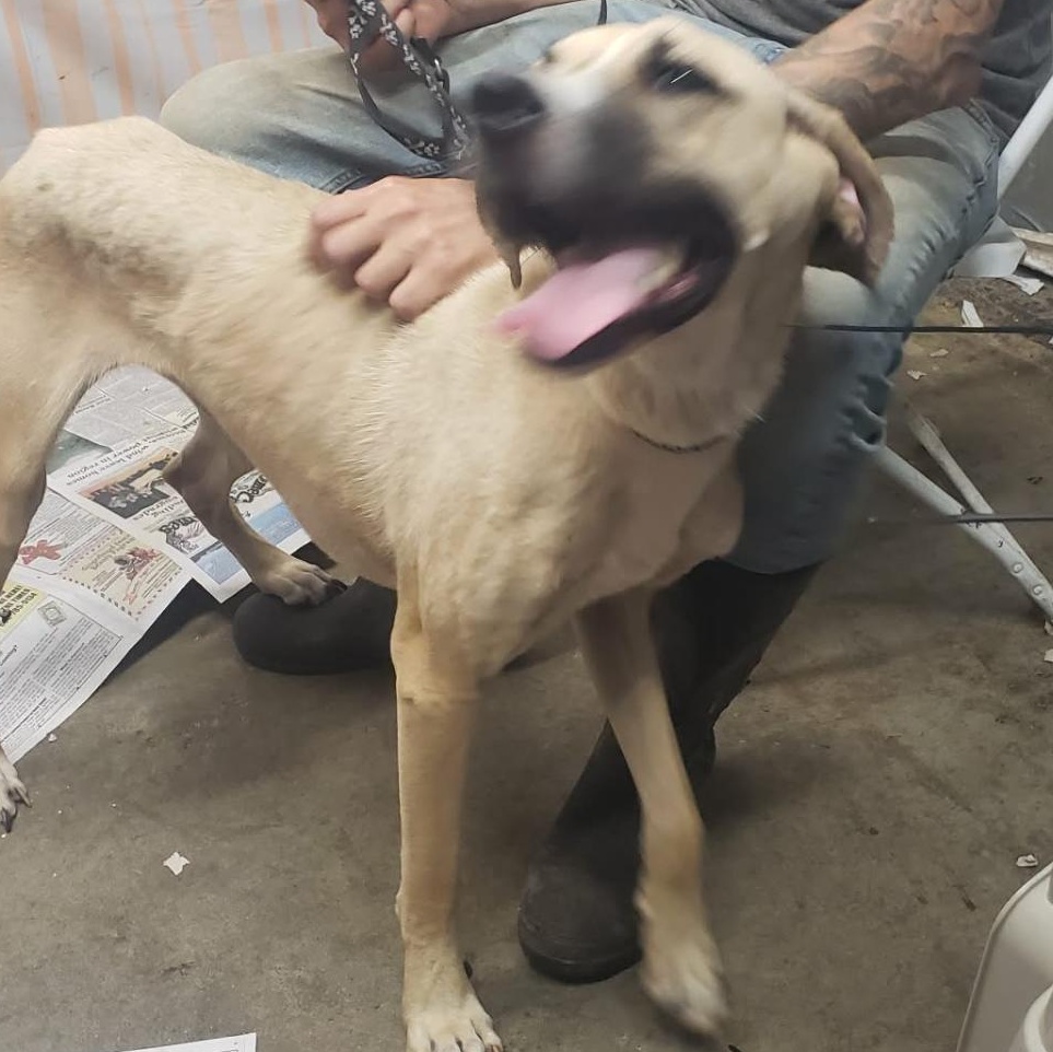 Enlarge Suzie, a Adoptable Mixed Breed in Hazard, KY image 2/3