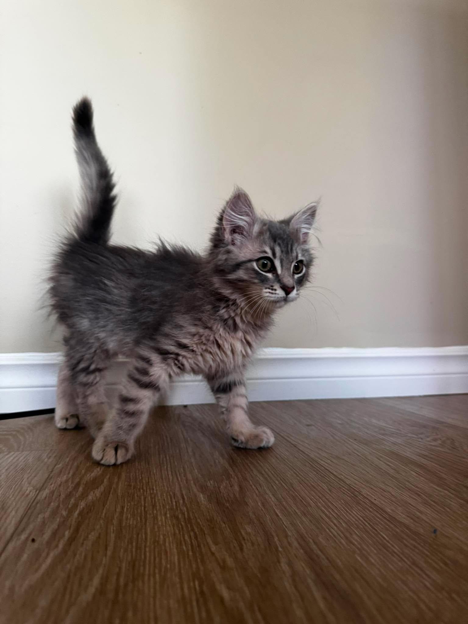 Enlarge Kimmy, a Adoptable Domestic Long Hair in Calgary, AB image 1/5