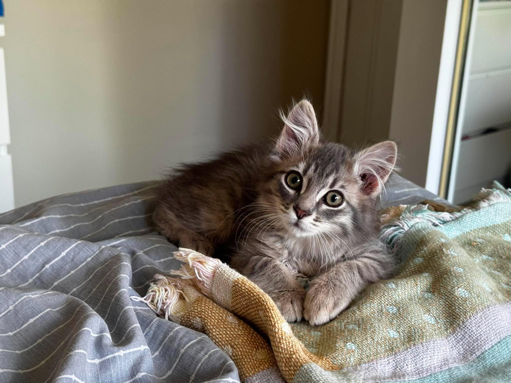 Enlarge Kimmy, a Adoptable Domestic Long Hair in Calgary, AB image 2/5