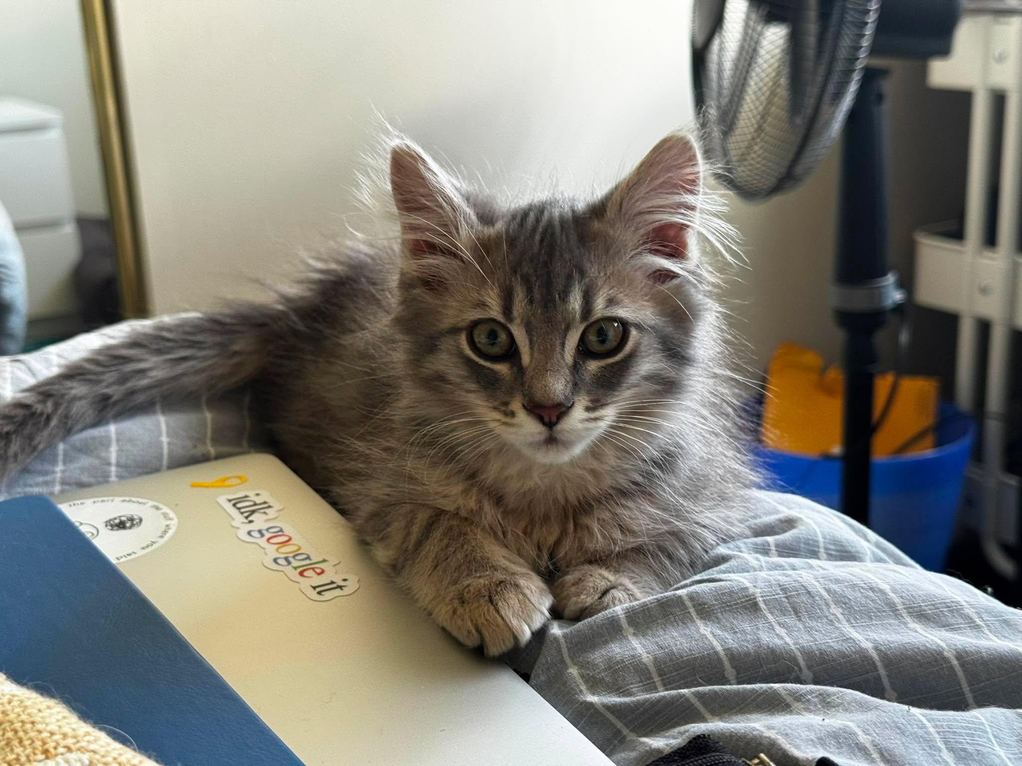 Enlarge Kimmy, a Adoptable Domestic Long Hair in Calgary, AB image 3/5