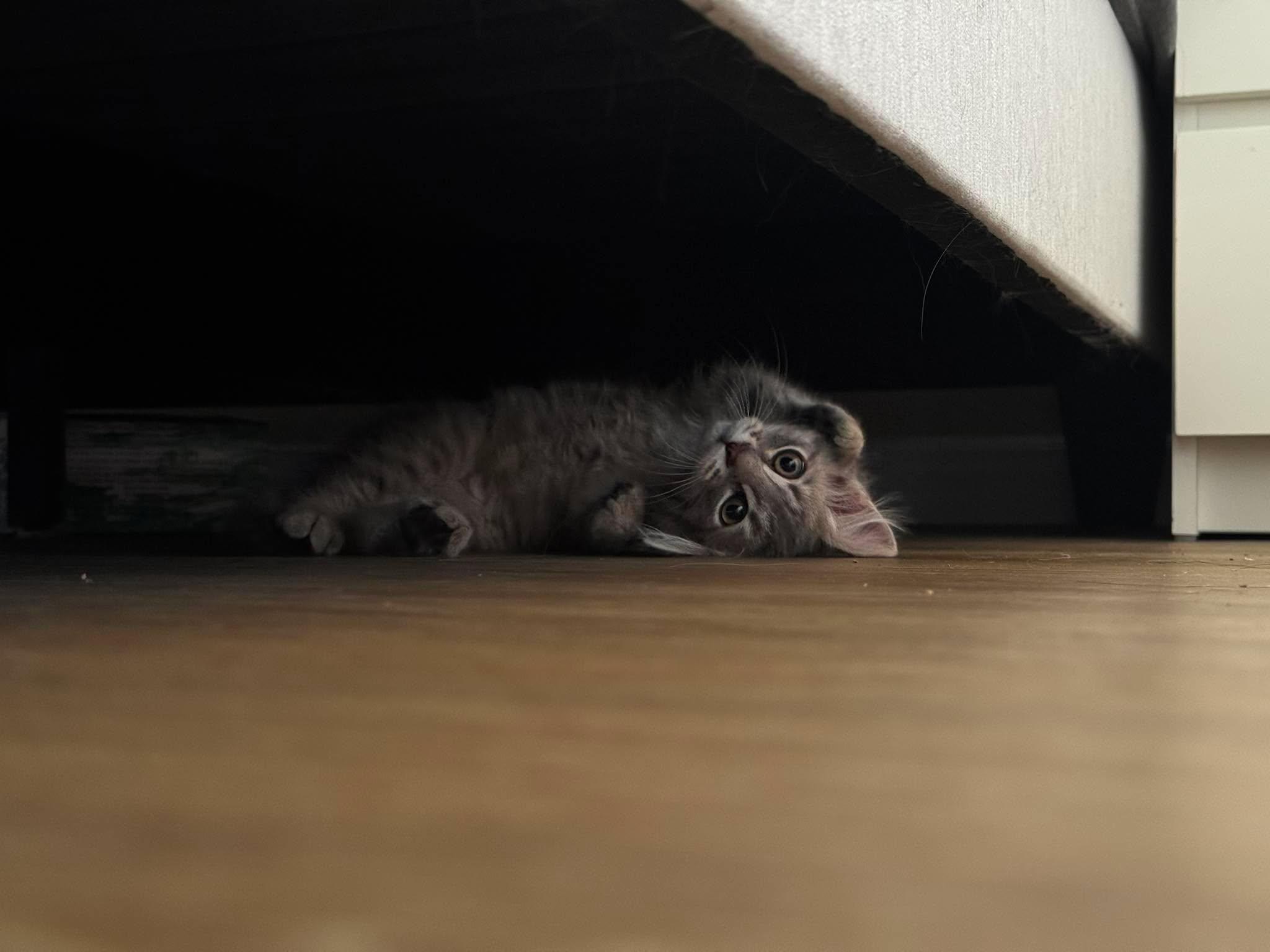 Enlarge Kimmy, a Adoptable Domestic Long Hair in Calgary, AB image 5/5