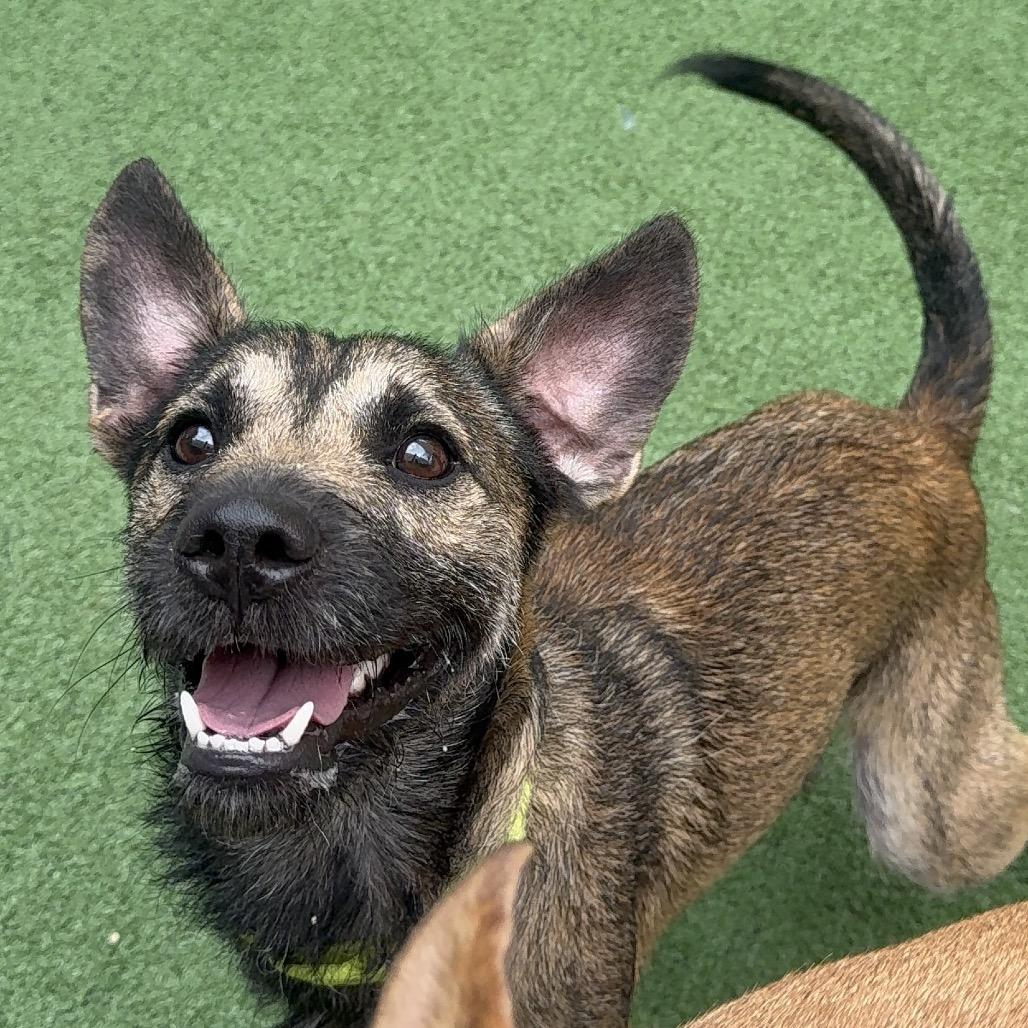 Vader, Adoptable, Young Male Terrier & Mixed Breed.