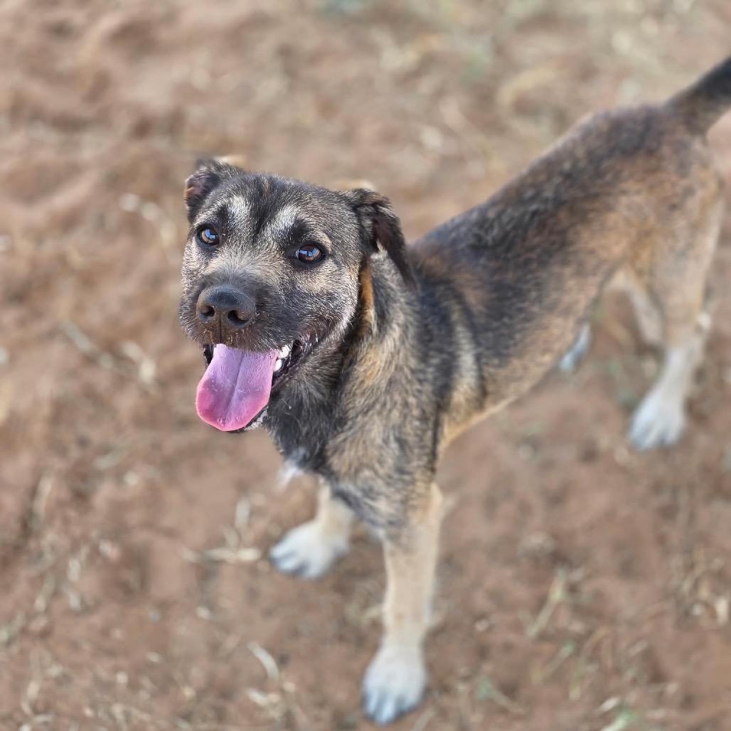 Enlarge Vader, a Adoptable mixed breed in Oxford, ME image 2/4