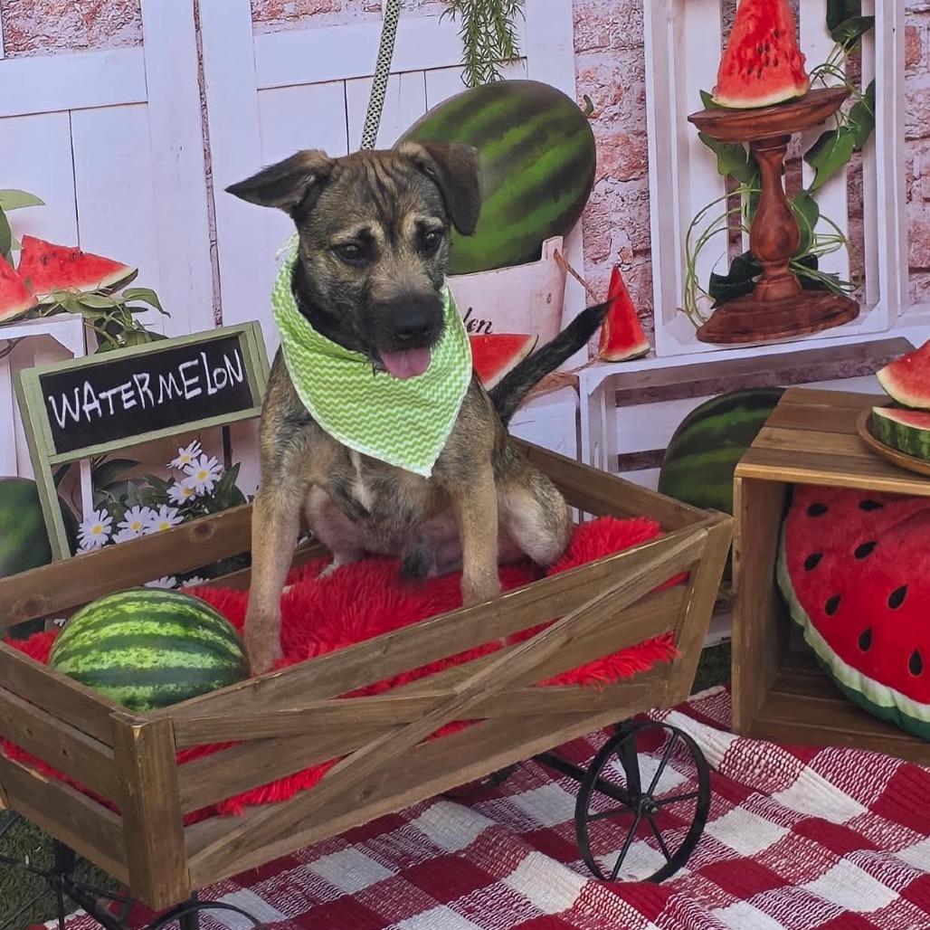 Enlarge Vader, a Adoptable mixed breed in Oxford, ME image 3/4