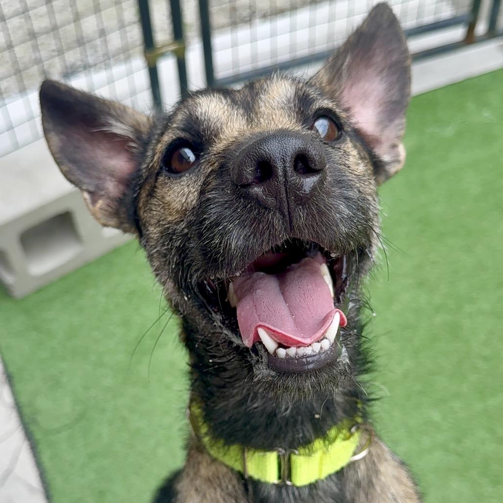 Enlarge Vader, a Adoptable mixed breed in Oxford, ME image 4/4