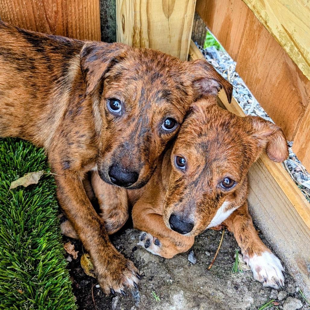 Enlarge Mr. Mole Bambi, a Adoptable Mixed Breed in Savannah, GA image 3/6