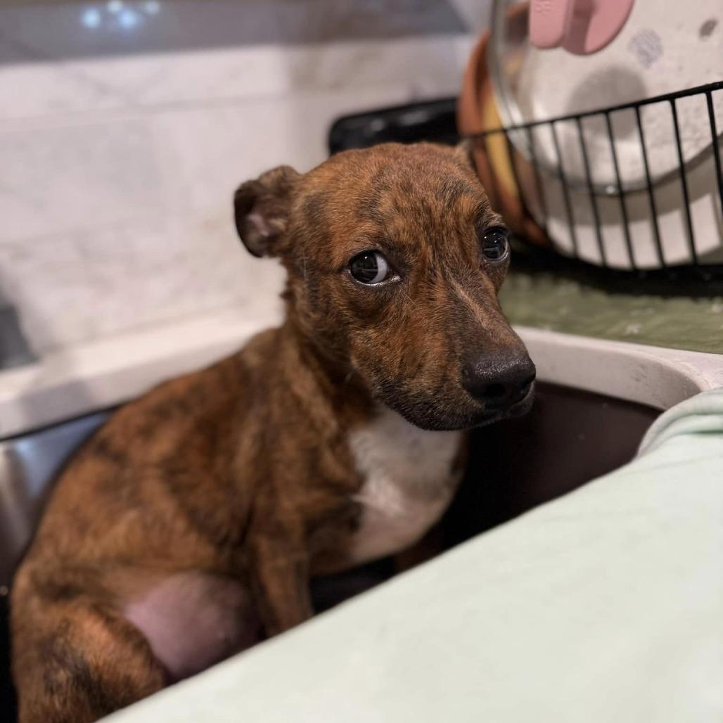 Enlarge Mr. Mole Bambi, a Adoptable Mixed Breed in Savannah, GA image 4/6