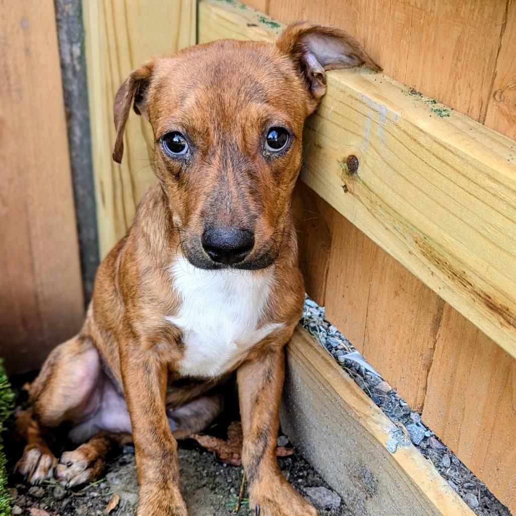 Enlarge Mr. Mole Bambi, a Adoptable Mixed Breed in Savannah, GA image 5/6
