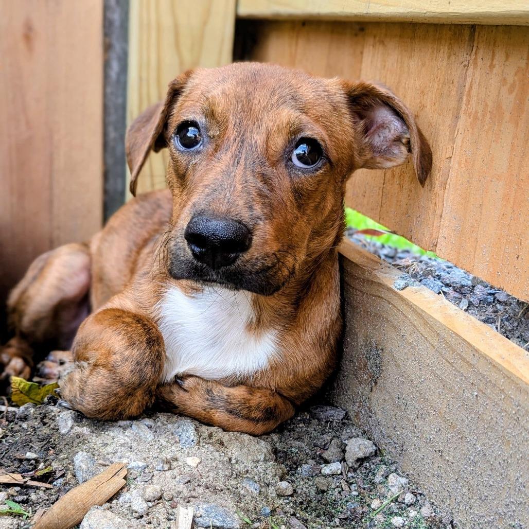 Enlarge Mr. Mole Bambi, a Adoptable Mixed Breed in Savannah, GA image 6/6