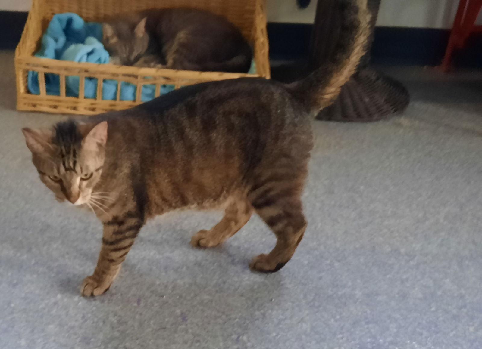 Willie, Adoptable, Young Male Domestic Short Hair.