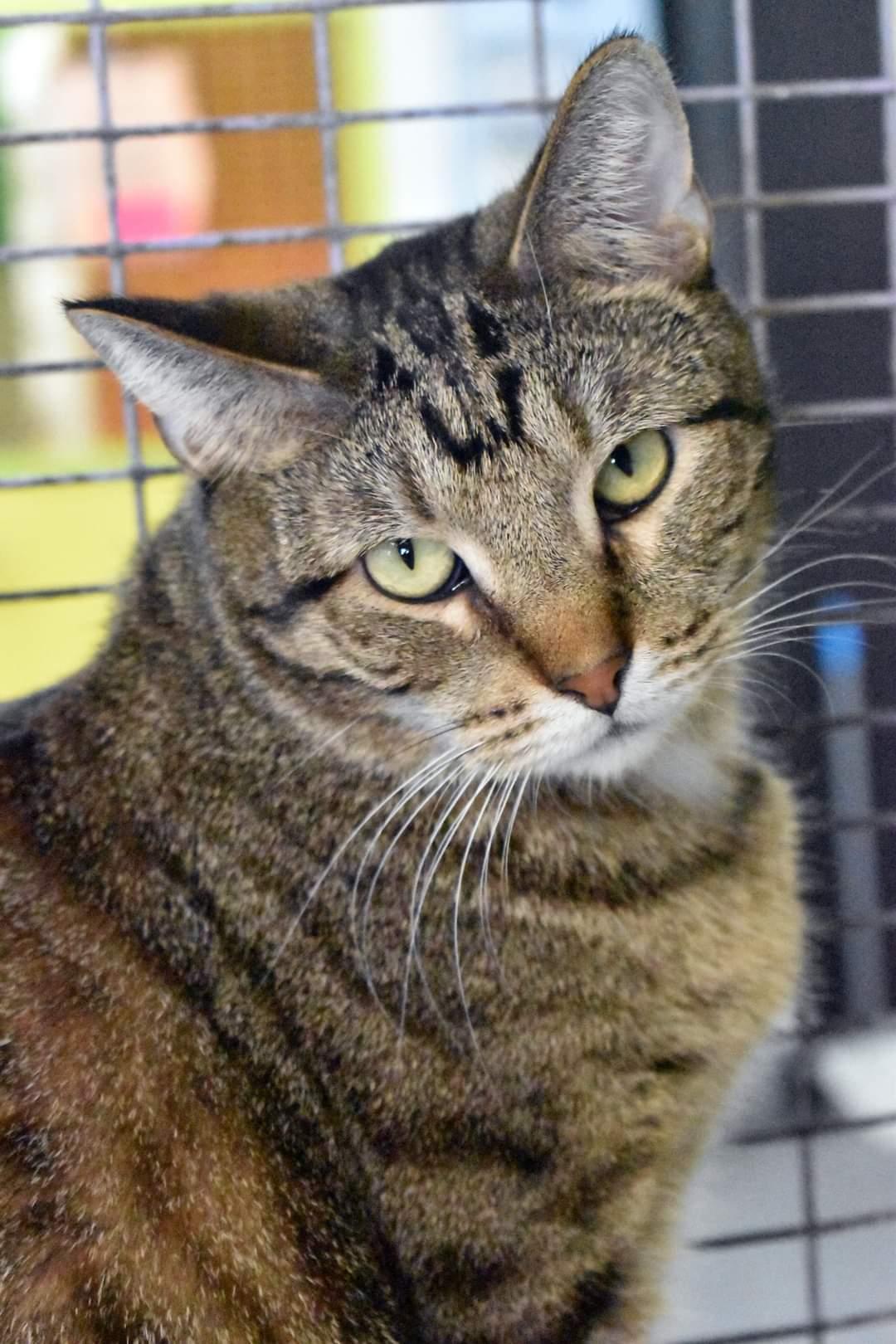 Enlarge Willie, a Adoptable Domestic Short Hair in Iroquois, IL image 2/3