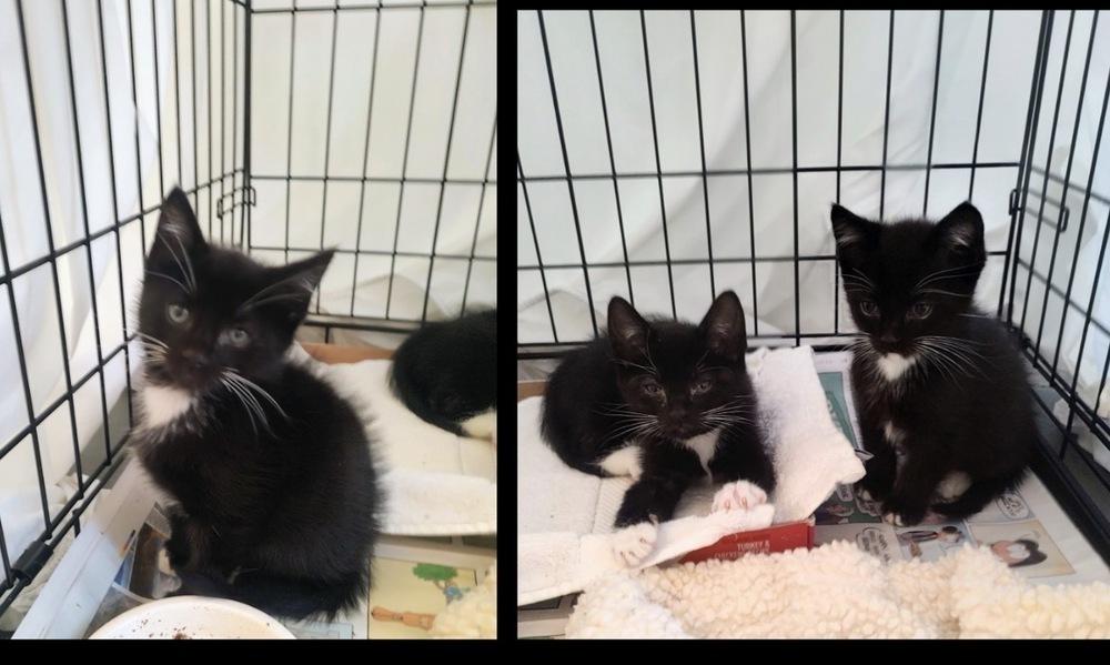 Tippy, Adoptable, Kitten Male Domestic Short Hair.
