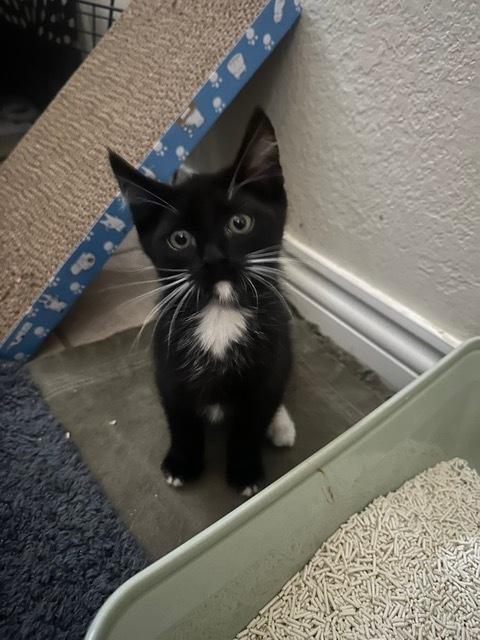 Enlarge Tippy, a Adoptable mixed breed in Lafayette, CO image 4/6