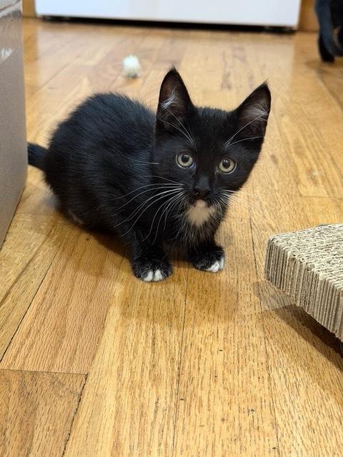 Enlarge Tippy, a Adoptable mixed breed in Lafayette, CO image 5/6