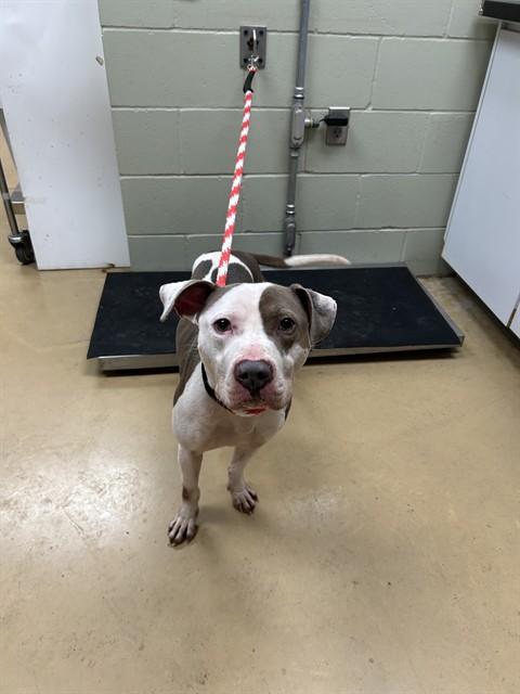 BLUE STEEL, Adoptable, Adult Male Pit Bull Terrier & Mixed Breed.