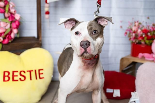 BLUE STEEL, Adoptable, Adult Male Pit Bull Terrier & Mixed Breed.