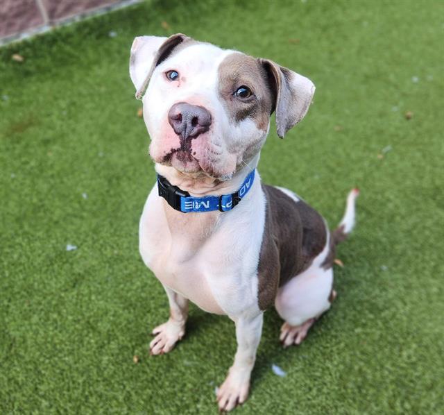 BLUE STEEL, Adoptable, Adult Male Pit Bull Terrier & Mixed Breed.