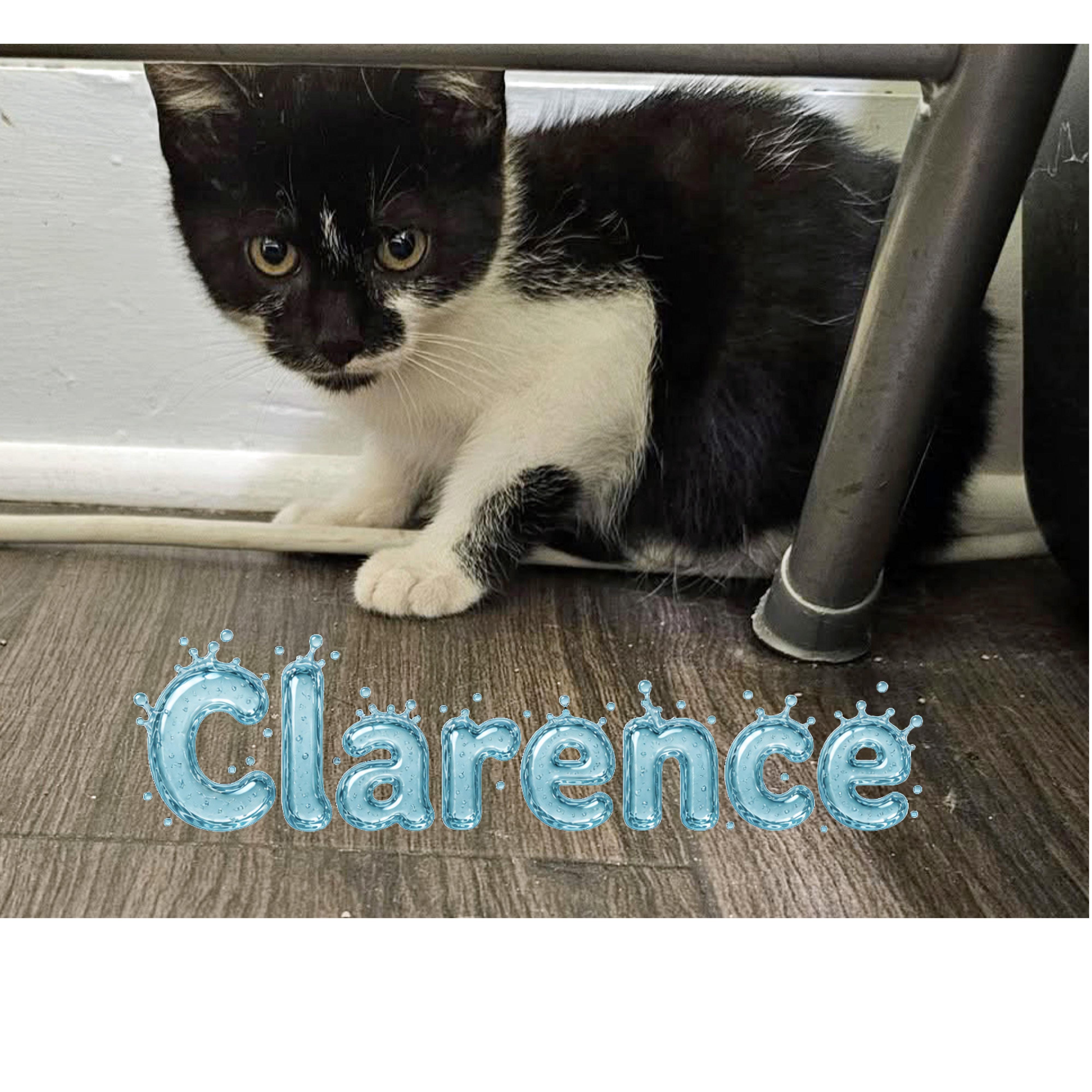 Clarence, Adoptable, Adult Male Domestic Short Hair.