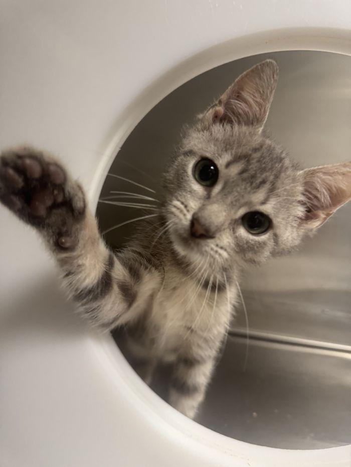 Nova, Adopted, Young Female Domestic Short Hair.