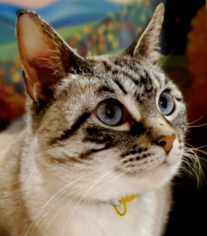Enlarge Emmy, a Adoptable mixed breed in O'Fallon, MO image 3/3
