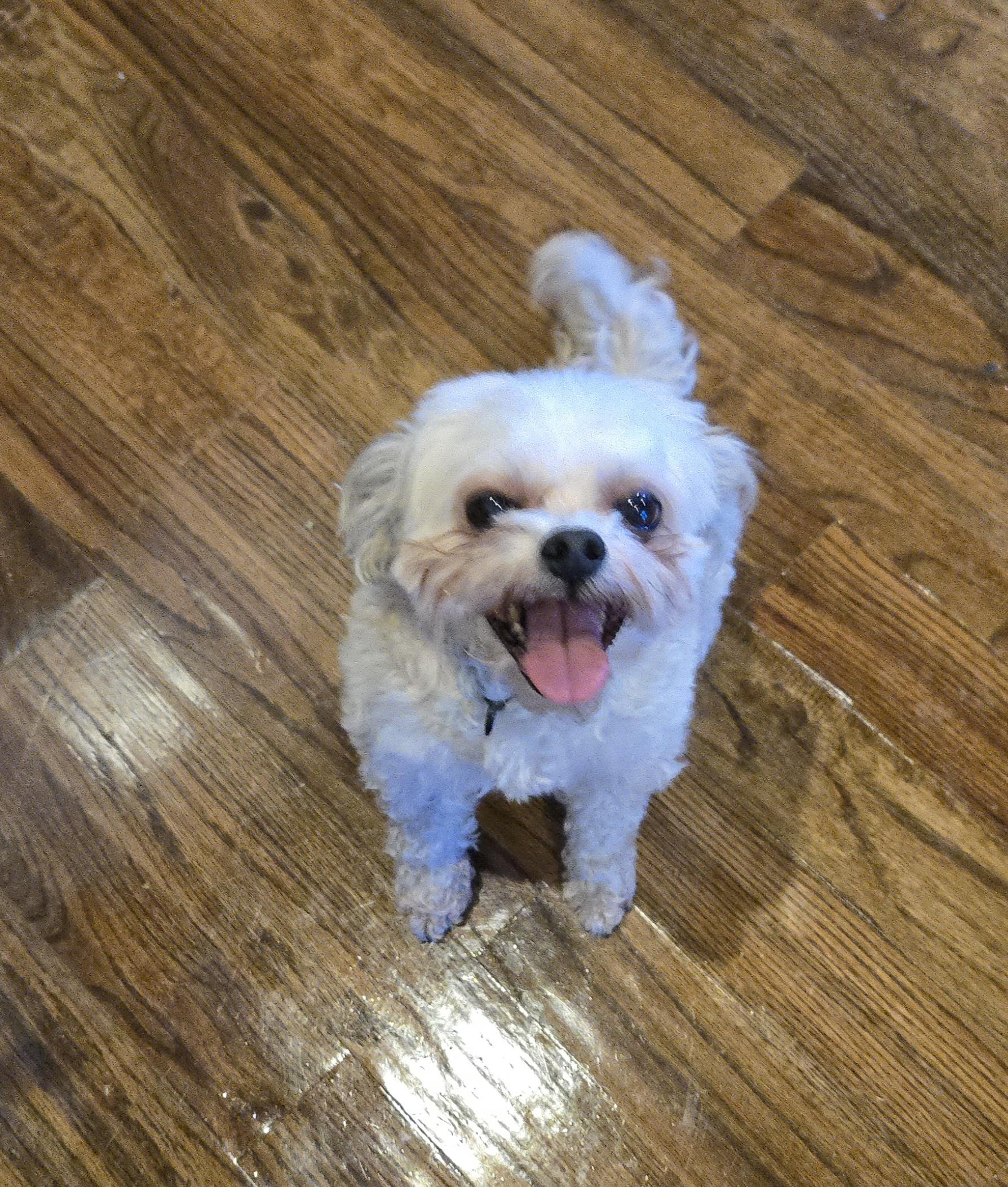 Teddy, ADOPTABLE, Senior Male Lhasa Apso & Poodle.