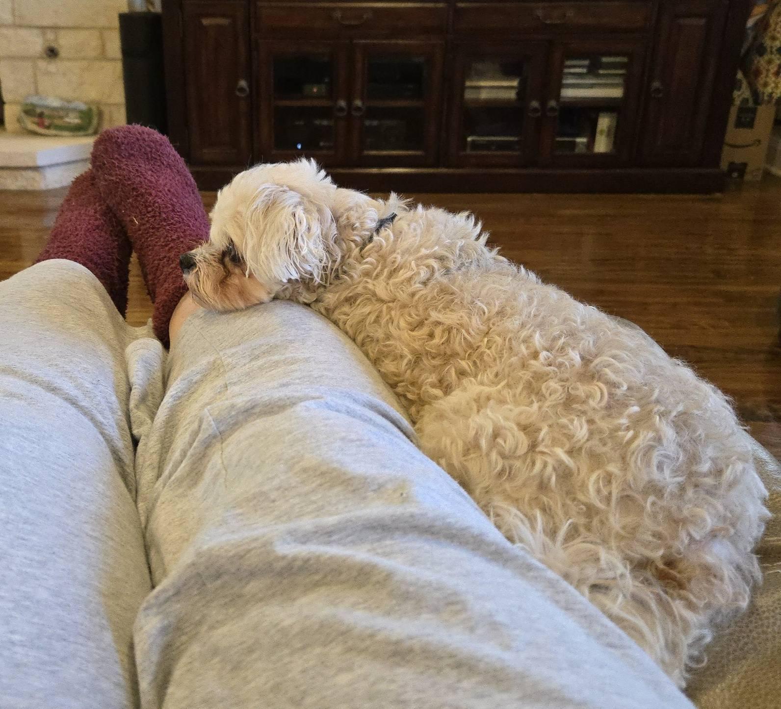 Enlarge Teddy, an adoptable mixed breed in Irving, TX image 4/4