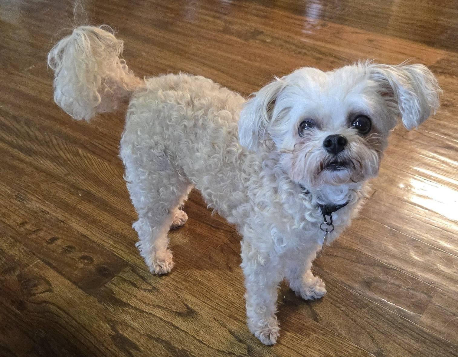 Enlarge Teddy, an adoptable mixed breed in Irving, TX image 3/4