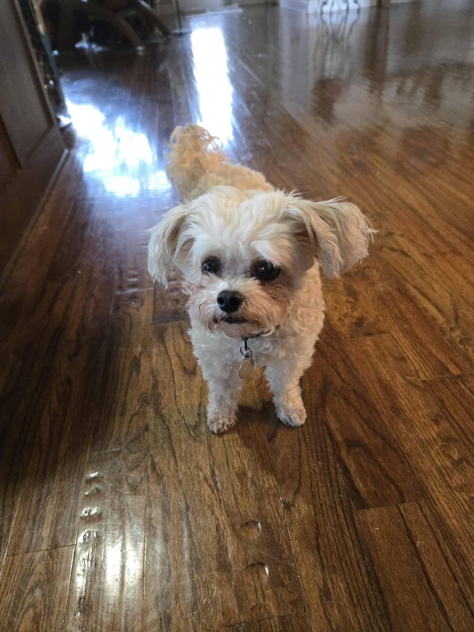 Enlarge Teddy, an adoptable mixed breed in Irving, TX image 2/4