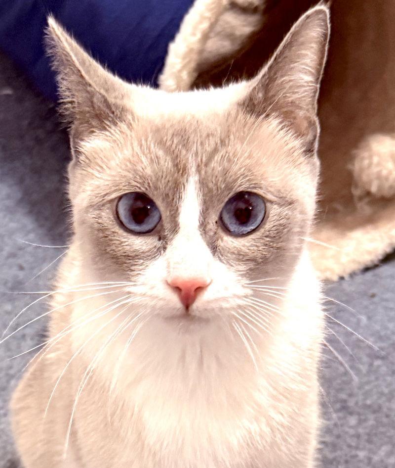 Lavender Chai, Adopted, Young Female Domestic Short Hair & Siamese.