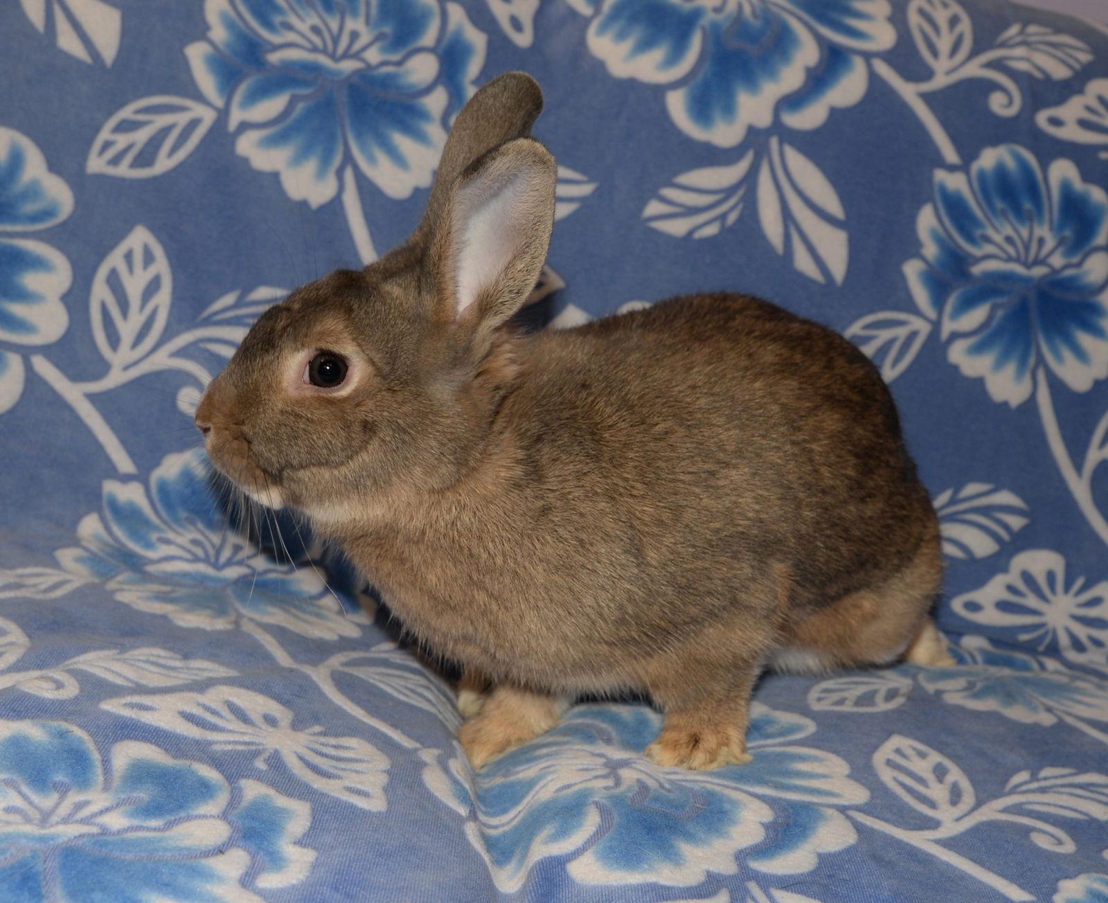 Lamont, Adoptable, Young Male Florida White & Mini Rex.