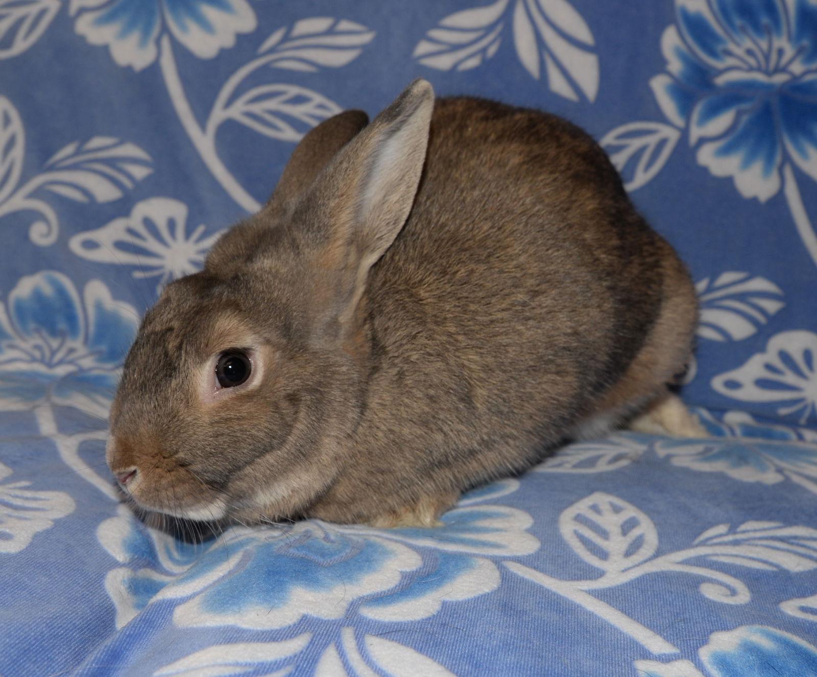 Enlarge Lamont, a Adoptable mixed breed in Chesterfield, MO image 2/6