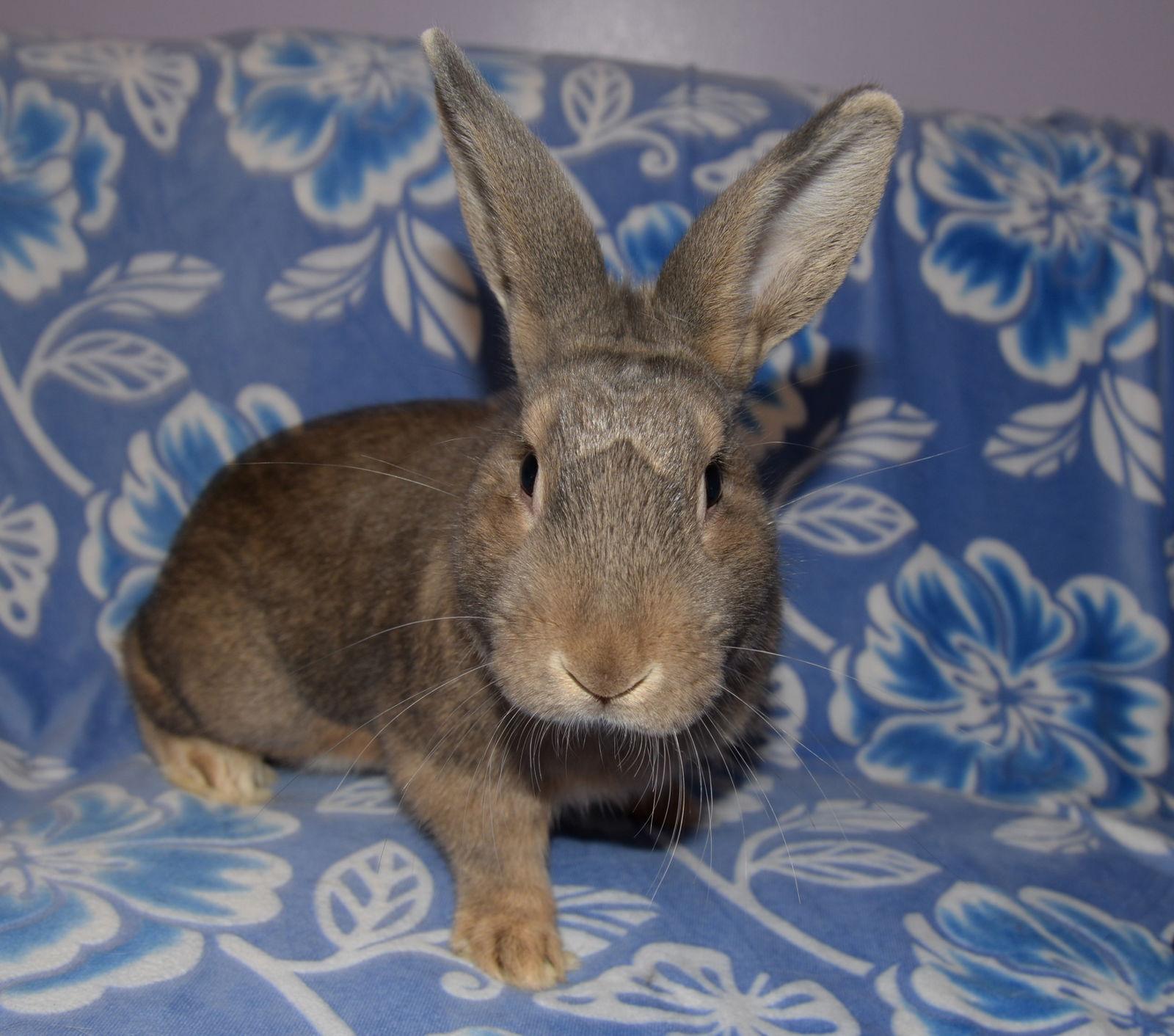 Enlarge Lamont, a Adoptable mixed breed in Chesterfield, MO image 3/6